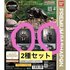 いきもの大図鑑 コーカサスオオカブト(ジャワ島)、モーレンカンプオオカブト