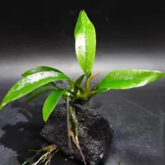 ニケ様 リクエスト 3点 まとめ商品