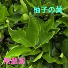 무농약 유자잎 제비꼬리 제비벌레 먹이 유자잎
