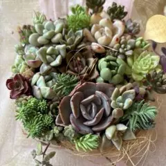 ④多肉植物　エケベリア・セダム寄せ植えセット