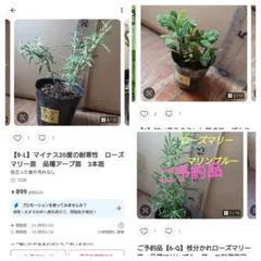 専用【9-Lアープ、2.アップル&6-Qマリン】 ローズマリー2種、ミント