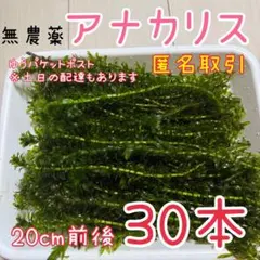 【専用ページ】天然 アナカリス、1000本【超メルカリ市価格】 ゼロからはじめる メルカリ お得に楽しむ！活用ブック | 桑名 由美 |本 水草