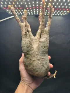 【チャレンジ株】最終値下げ大特価GP122オペルクリカリアパキプスベアルート株 チャレンジ株】最終値下げ大特価GP122オペルクリカリアパキプス