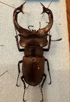 2026年最新】クワガタの人気アイテム - メルカリ