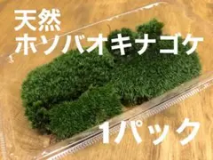 1パック　ホソバオキナゴケ　天然のサムネイル