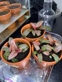 yakuei waki様 リクエスト 3点 まとめ商品