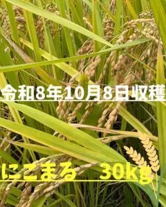 ラスト1袋　新米！！令和8年度　愛媛県産 にこまる　30kg 玄米
