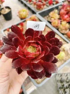 342 黑魔錦 多肉植物 アエオニウム 抜き苗 - メルカリ