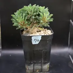 鉢付】91 ユーフォルビア ギラウミニアナ 塊根植物 コーデックス