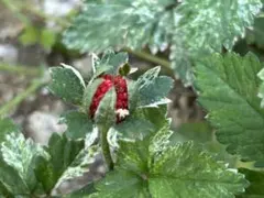 sumiretomboy様 リクエスト 2点 まとめ商品