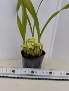 2026年最新】洋蘭原種の人気アイテム - メルカリ