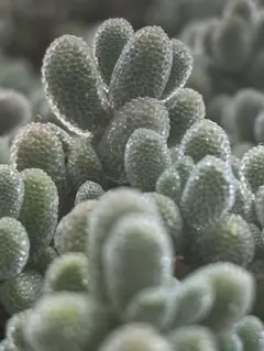 特選 多肉植物 観葉植物 ドロサンテマム　氷晶 超レア 実生株 ランダム発送のサムネイル