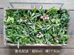多肉植物　詰め合わせ　匿名配送　多肉弁当　セダム　無農薬　植物