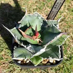 セイ様 リクエスト 2点 まとめ商品