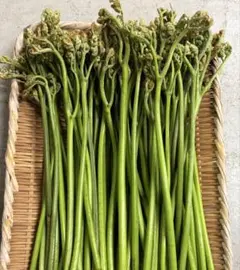 【B品セール】岐阜県産 天然わらび500g 標高600m以上の山奥で収穫　山菜のサムネイル