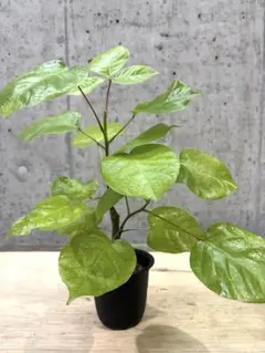 ♪プセウド　ボンバックスエリプチウム♪3.5号鉢直径約10.5㎝鉢底から約43㎝