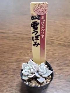 2026年最新】雪つぼみの人気アイテム - メルカリ