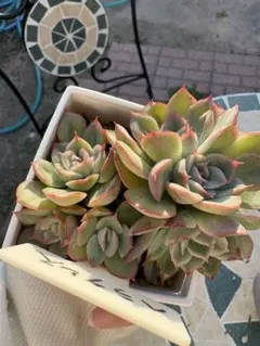 優飛mama様 リクエスト 2点 まとめ商品