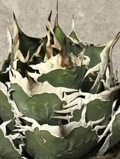 2025年最新】タランチュラ アガベの人気アイテム - メルカリ