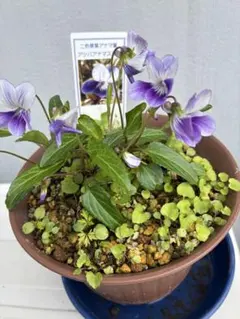 モコ様 リクエスト 2点 まとめ商品