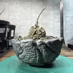 D19 亀甲竜 塊根植物 コーデックス 鉢付きのサムネイル