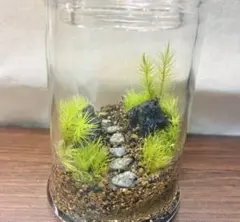 苔テラリウム ガラス容器入り ジオラマ風 インテリアのサムネイル
