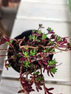 多肉植物♡可愛い紅稚児(^^)抜き苗 紅稚児 多肉植物 クラッスラ 安心の生産ポットそのまま販売（8個選ん