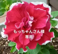 もっちゃんさん様 リクエスト 3点 まとめ商品