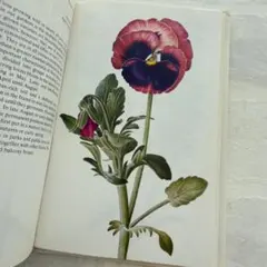 水彩画 ベゴニア 原画 ボタニカルアート 手書き 花 絵 アート イラスト