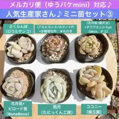 2026年最新】ロウルサンコさん苗の人気アイテム - メルカリ