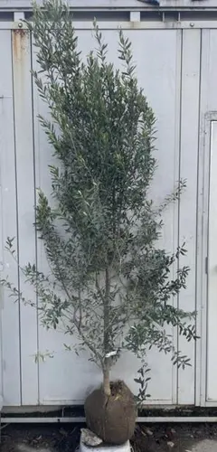現品》オリーブの木 ミッション 樹高2.2m（根鉢含まず）09《鉢植え 