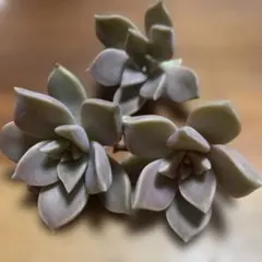 多肉植物 朧月　カット苗のサムネイル