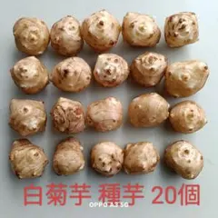 白菊芋の種芋　20芽