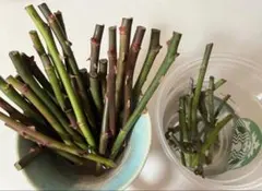 はじめ様　専用