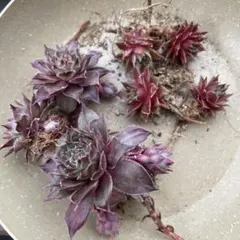 センペルビウム 多肉植物 抜き苗セットのサムネイル