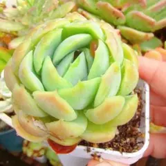 ☆アイスラブリーローズ錦④☆抜き苗☆エケベリア☆多肉☆多肉植物
