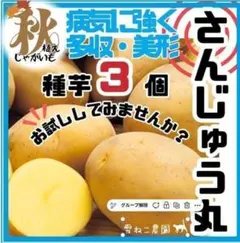 【種芋】普賢丸 じゃがいも種芋３個セット！ほくっとやさしい甘み♡作りやすい馬鈴薯 種芋】普賢丸 じゃがいも種芋3個セット！ほくっとやさしい甘み♡作り
