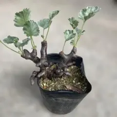 ペラルゴニウム ミラビレのサムネイル