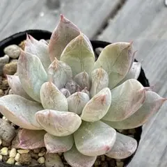 華切子　おらいさん　ミックスベリア　抜き苗