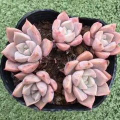韓国直送 ❁厳選♡レア苗❁ レッドチョコボール エケベリア 多肉植物