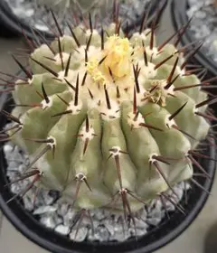 2025年最新】黒王丸の人気アイテム - メルカリ