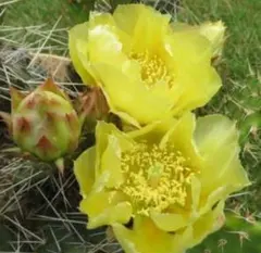 opuntia rhodantha nigra オプンチア サボテン 多肉植物 - メルカリ