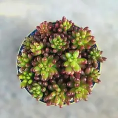 多肉植物　虹の玉　カット苗15個