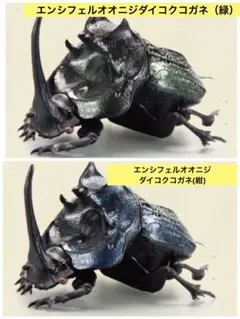 2026年最新】エンシフェルオオニジダイコクコガネの人気アイテム