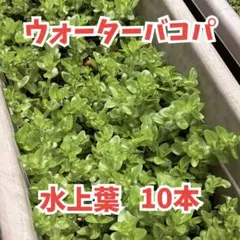 ①水草　ウォーターバコパ10本　水上葉　丈夫な水草　初心者おすすめ　郵便のサムネイル