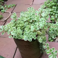 よっしー様 リクエスト 2点 まとめ商品