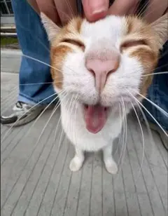 専用