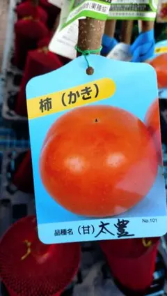 人気企画！ミカン苗木津之輝 3年生 ＋甘柿新品種「輝太郎2年生」苗木 
