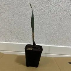 Kona's Plants様 リクエスト 2点 まとめ商品