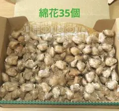 綿花　綿　ドライフラワー　 コットンフラワー